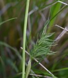 Chaerophyllum rubellum