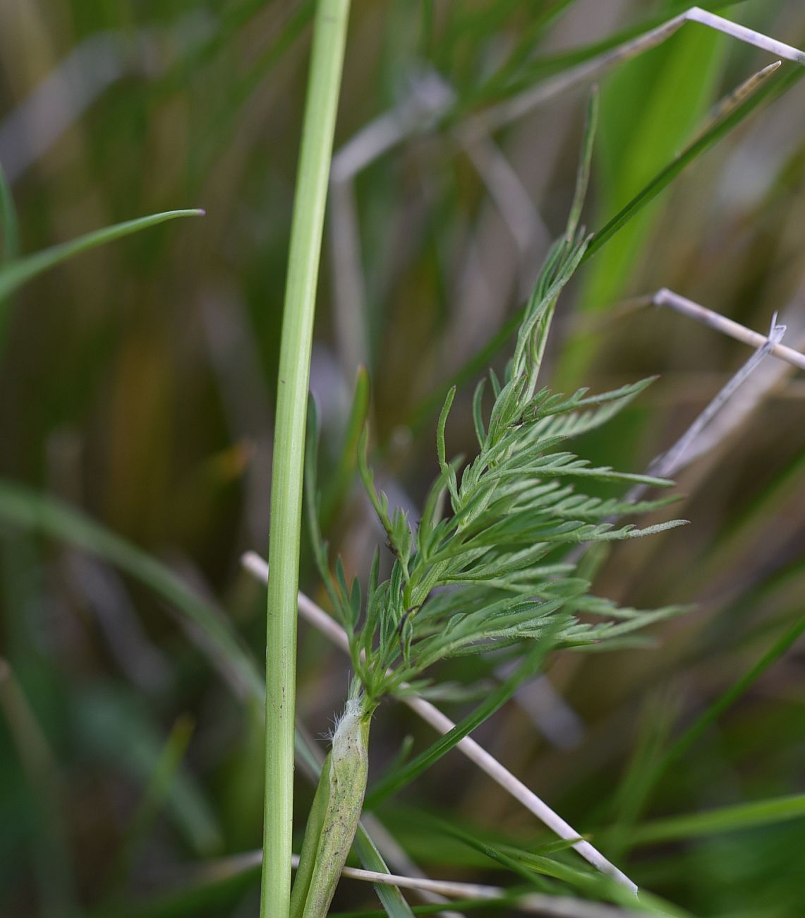 Image of Chaerophyllum rubellum specimen.