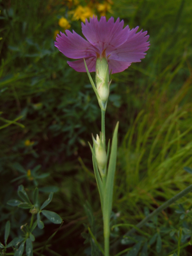 Изображение особи Dianthus pratensis.