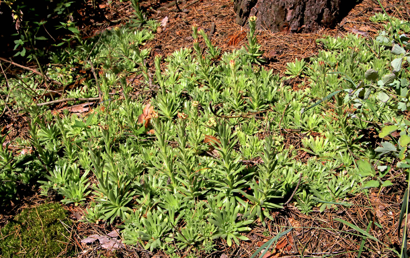 Image of Sempervivum ruthenicum specimen.