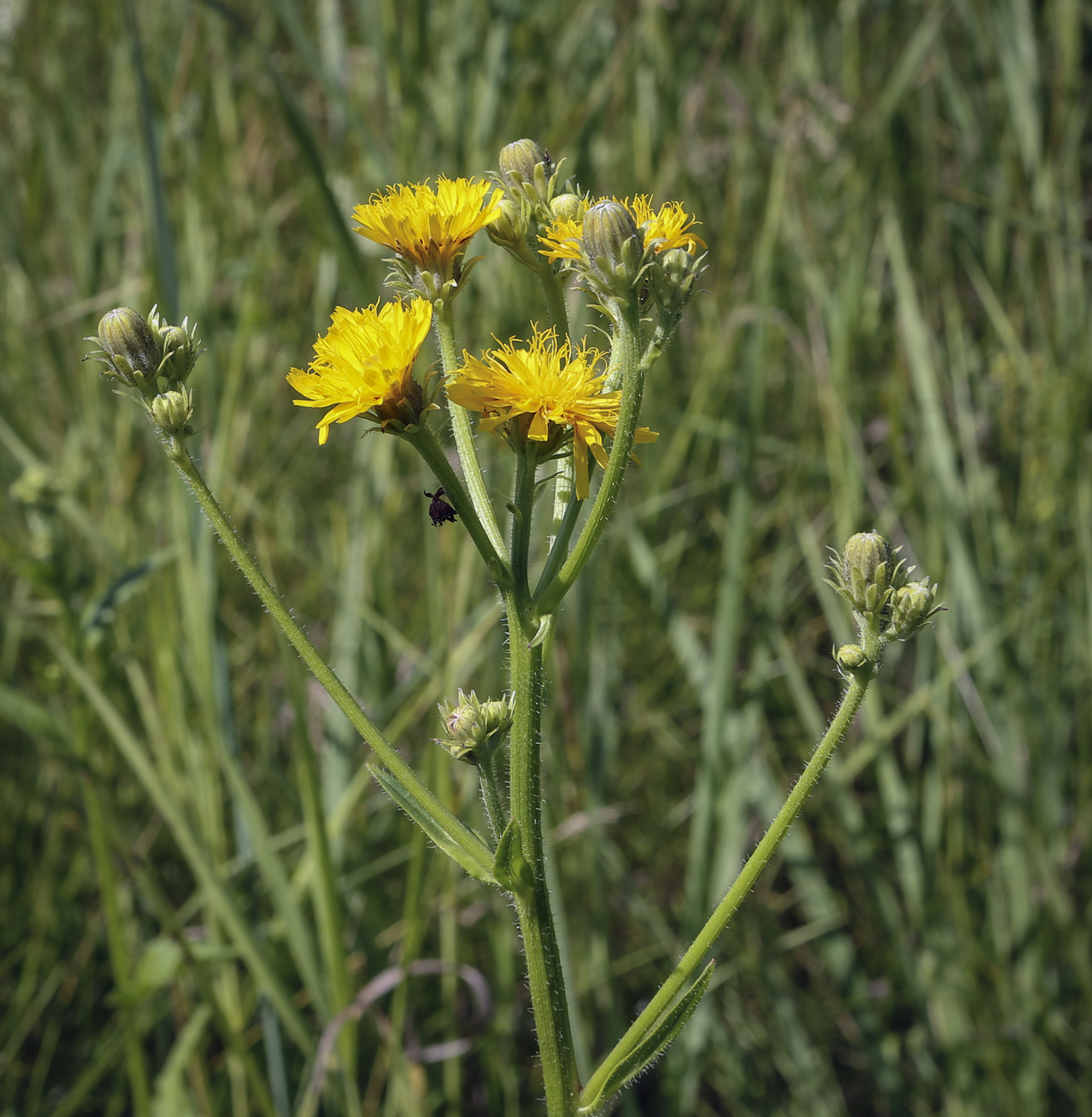 Изображение особи Picris hieracioides.