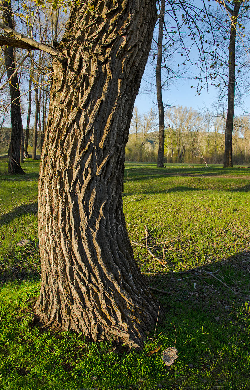 Image of Populus nigra specimen.