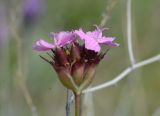 Dianthus andrzejowskianus