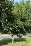 Tilia americana