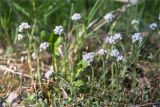 Antennaria dioica. Цветущие растения. Ленинградская обл., Кингисеппский р-н, Кургальский п-ов, берег оз. Белое, поляна в сосновом лесу. 29.05.2021.