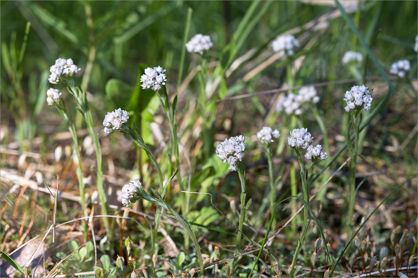 Изображение особи Antennaria dioica.