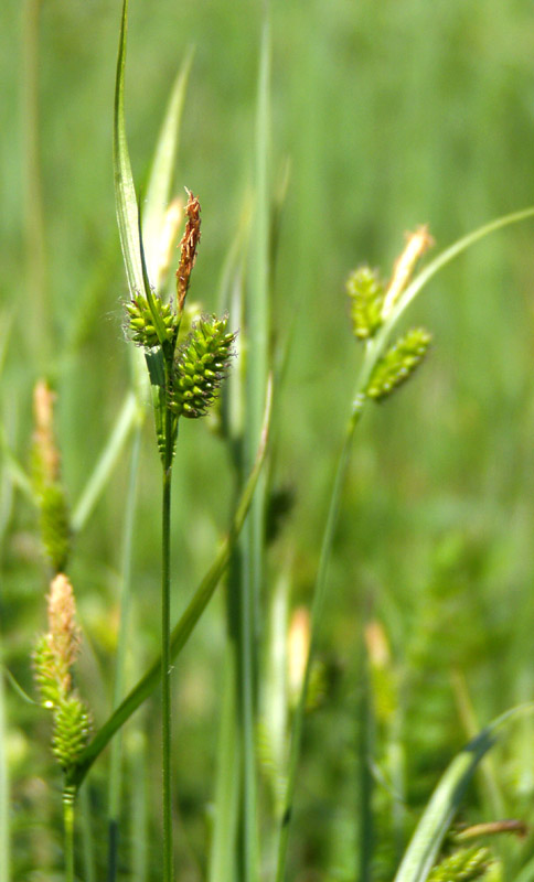 Image of Carex pallescens specimen.