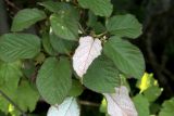 Actinidia kolomikta