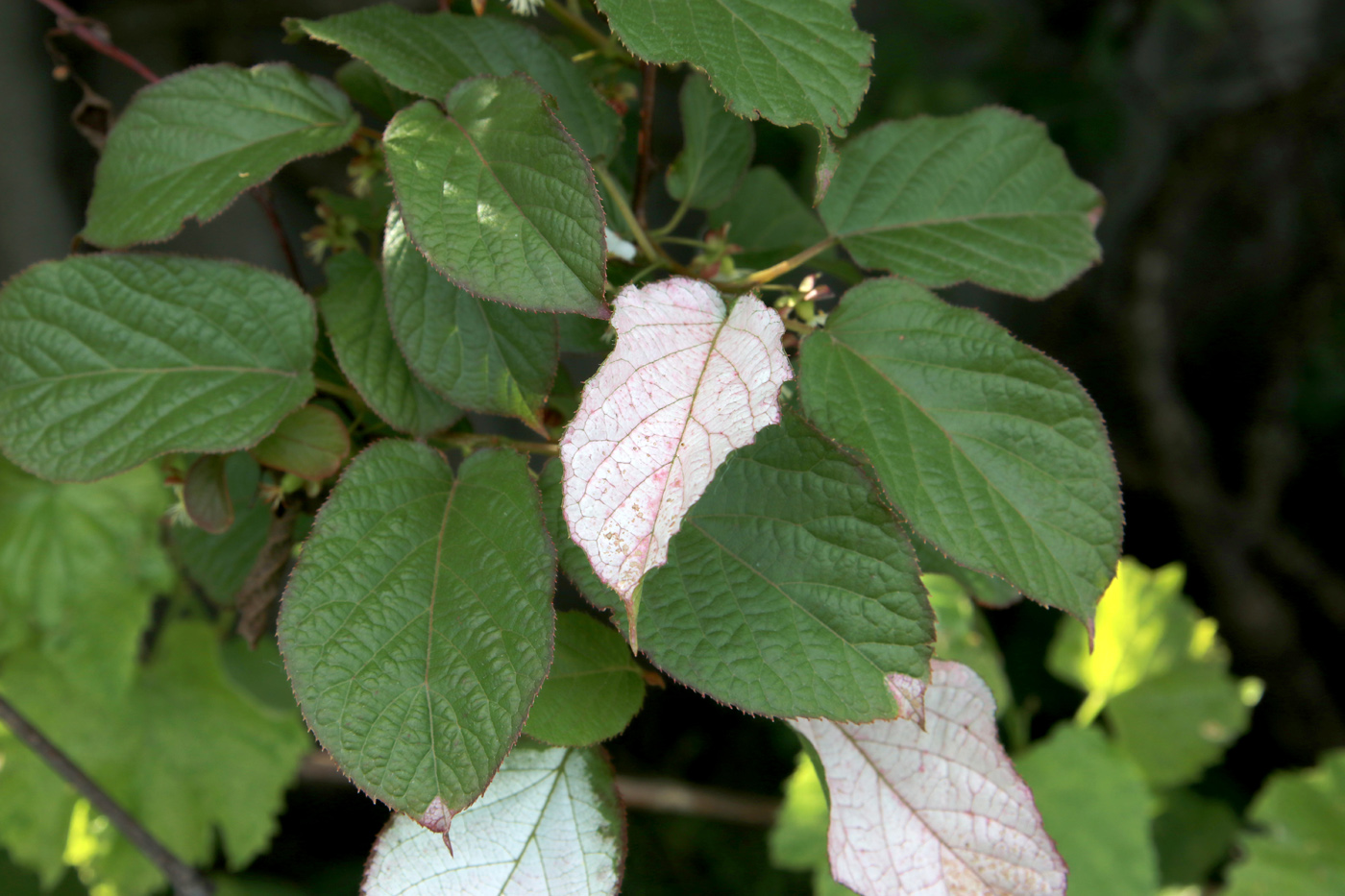 Изображение особи Actinidia kolomikta.