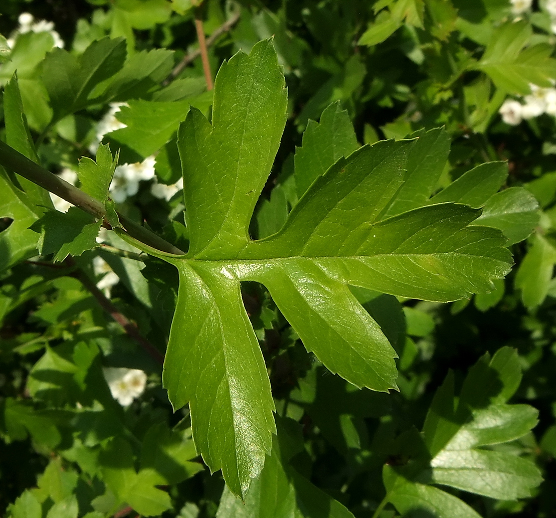 Image of Crataegus monogyna specimen.