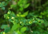 Euphorbia stricta. Верхушка побега с плодами. Абхазия, Гудаутский р-н, г. Новый Афон, Афонская гора. 27.09.2022.