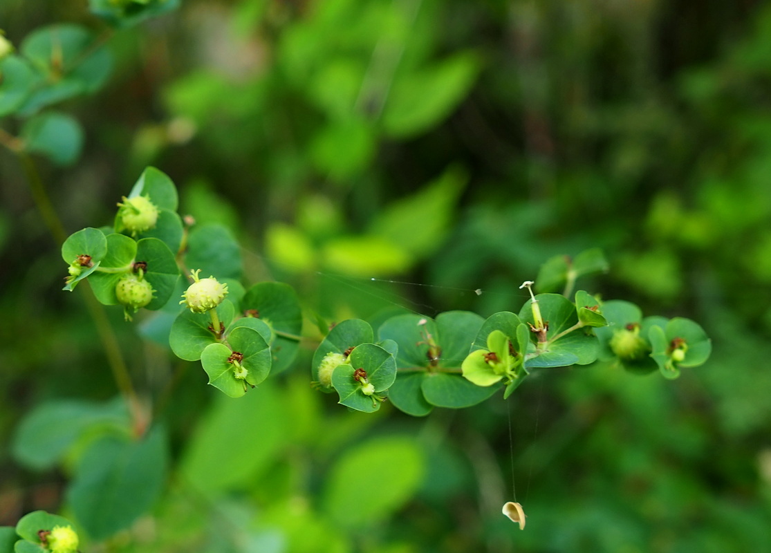 Image of Euphorbia stricta specimen.