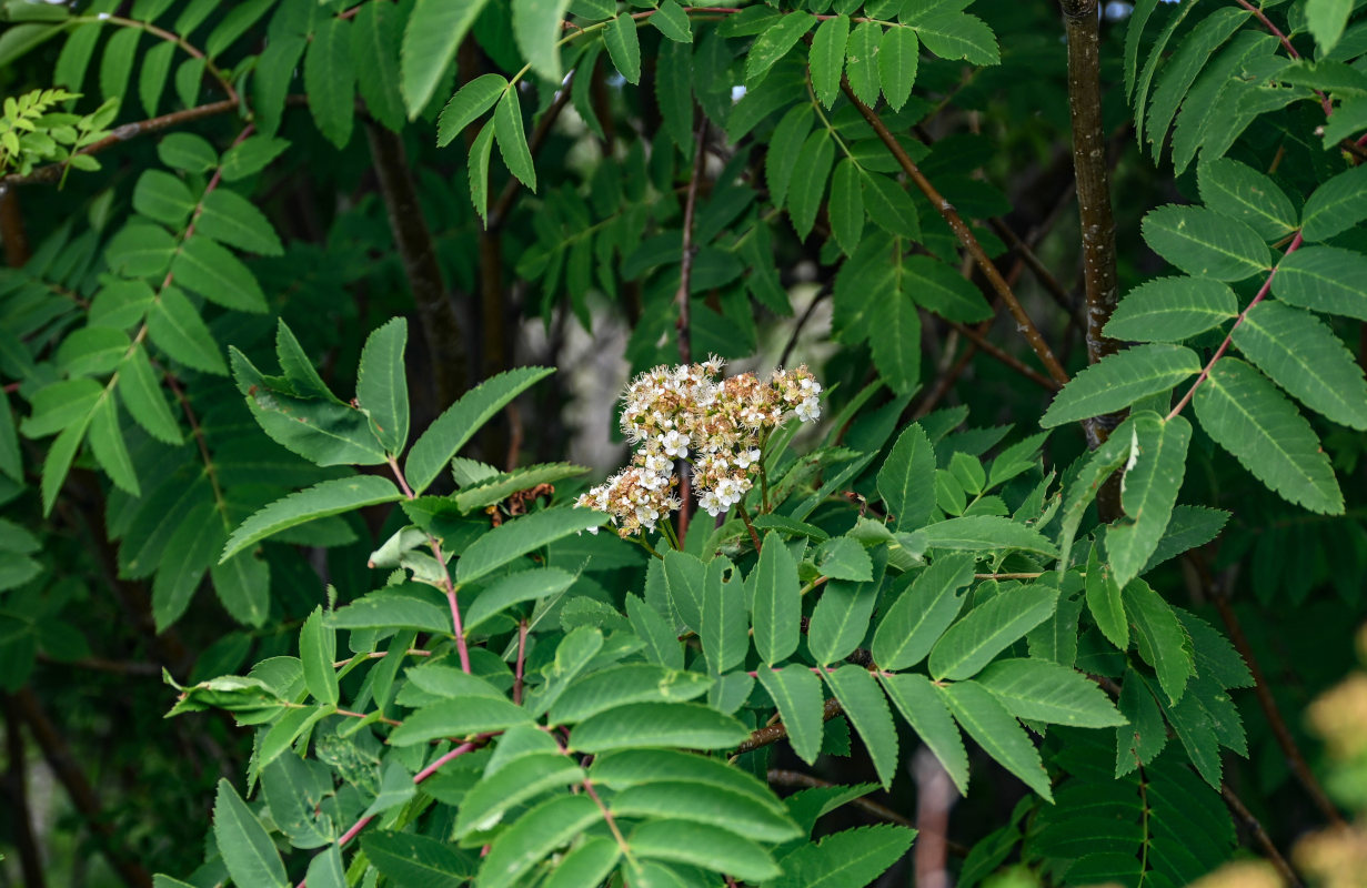 Image of Sorbus aucuparia specimen.