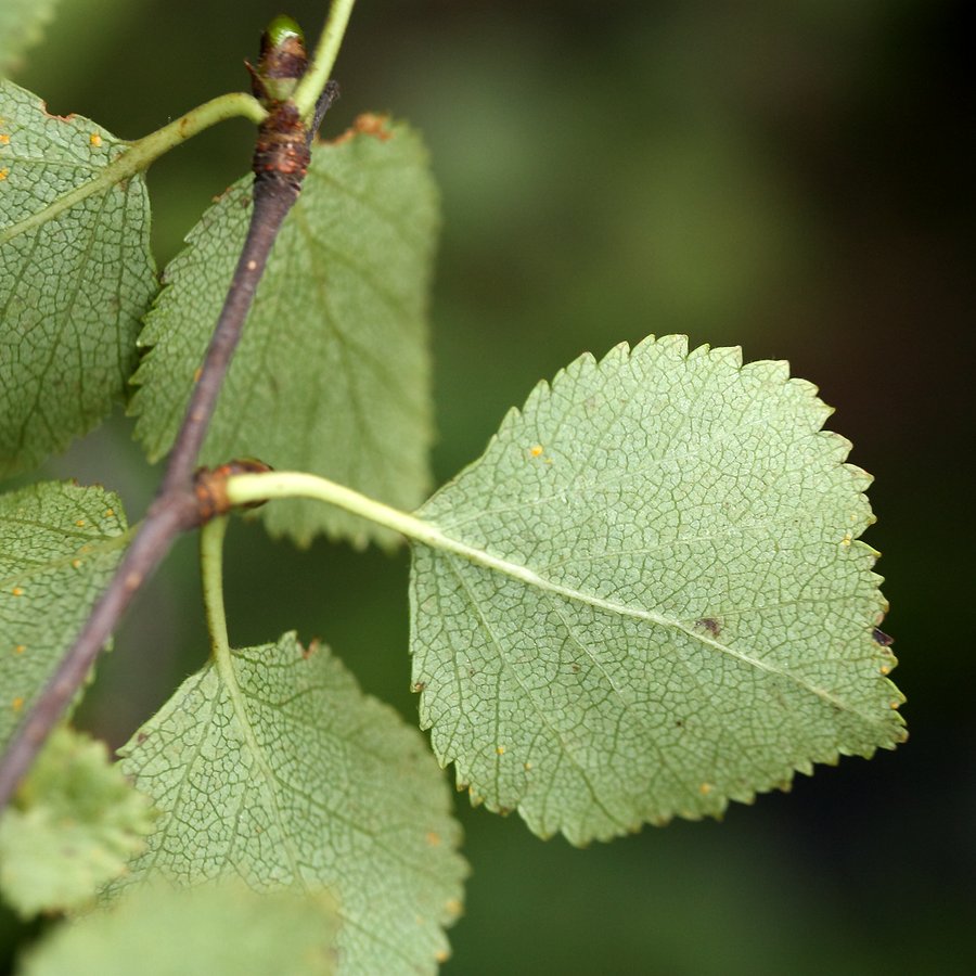 Image of Betula czerepanovii specimen.