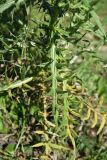 genus Cirsium