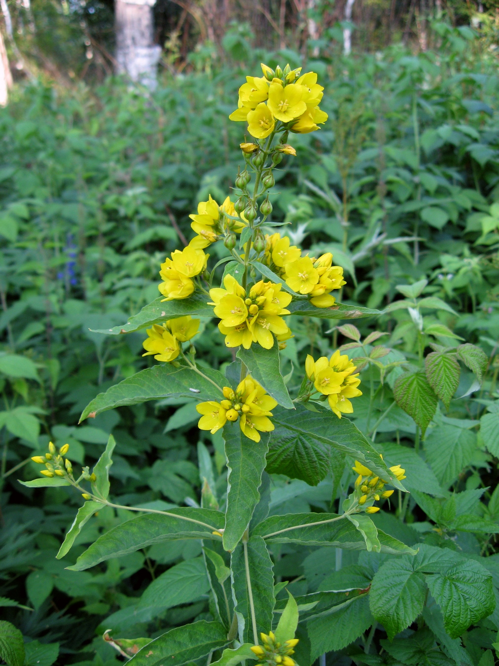 Изображение особи Lysimachia vulgaris.