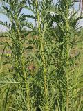 Senecio erucifolius. Побеги с листьями срединной формации. Ульяновская обл., Мелекесский р-н, окр. с. Сабакаево, местами поросший ивняком солонцеватый луг. 07.08.2022.