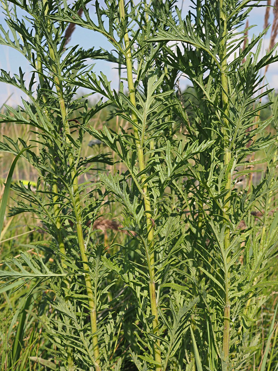 Image of Senecio erucifolius specimen.