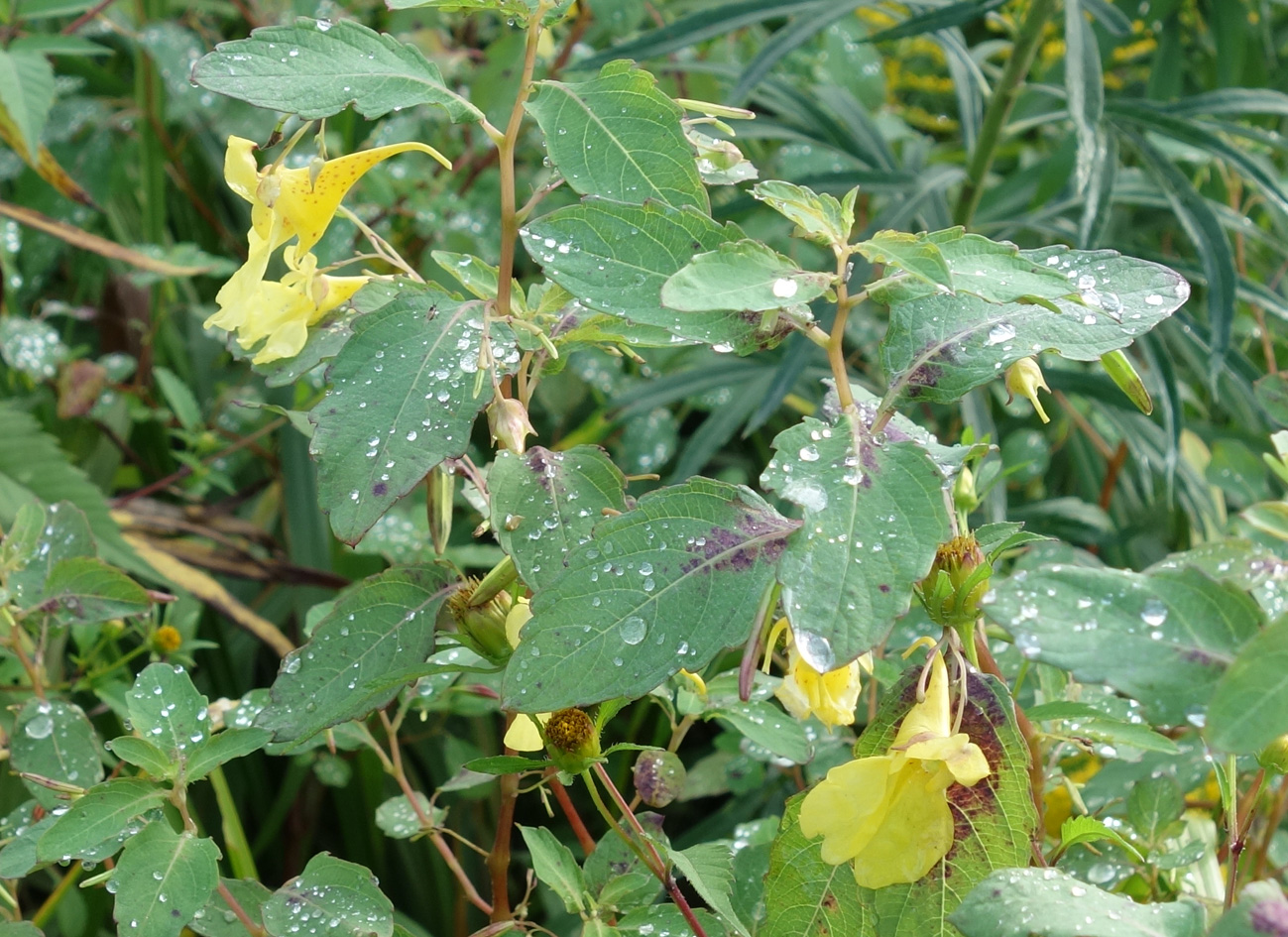 Изображение особи Impatiens noli-tangere.