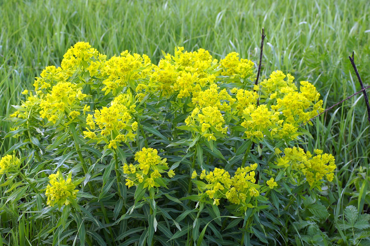 Изображение особи Euphorbia stepposa.