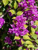 Bougainvillea glabra. Часть ветви с соцветиями. Марокко, обл. Драа - Тафилалет, окр. г. Эр-Рашидия, в культуре. 03.01.2023.