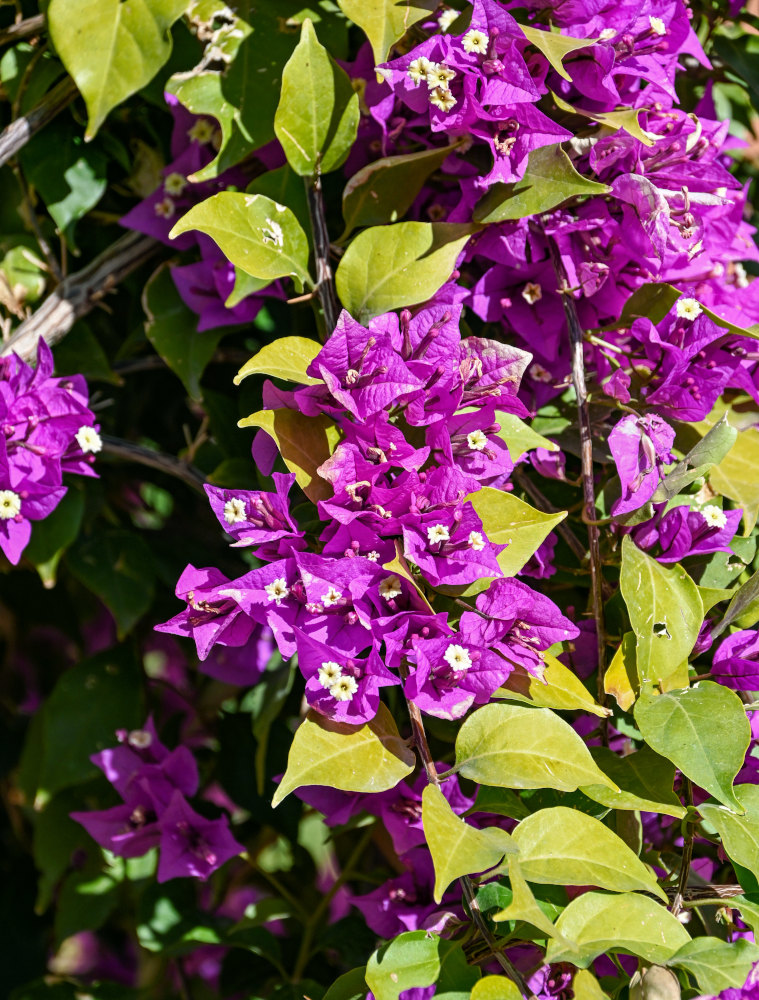 Image of Bougainvillea glabra specimen.