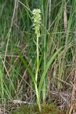 Dactylorhiza ochroleuca. Отцветающие растение (высота — 29 см, длина соцветия — 7 см). Республика Башкортостан, Дуванский р-н, окр. с. Озеро, восточный участок Озерского болота. 22 июля 2022 г.