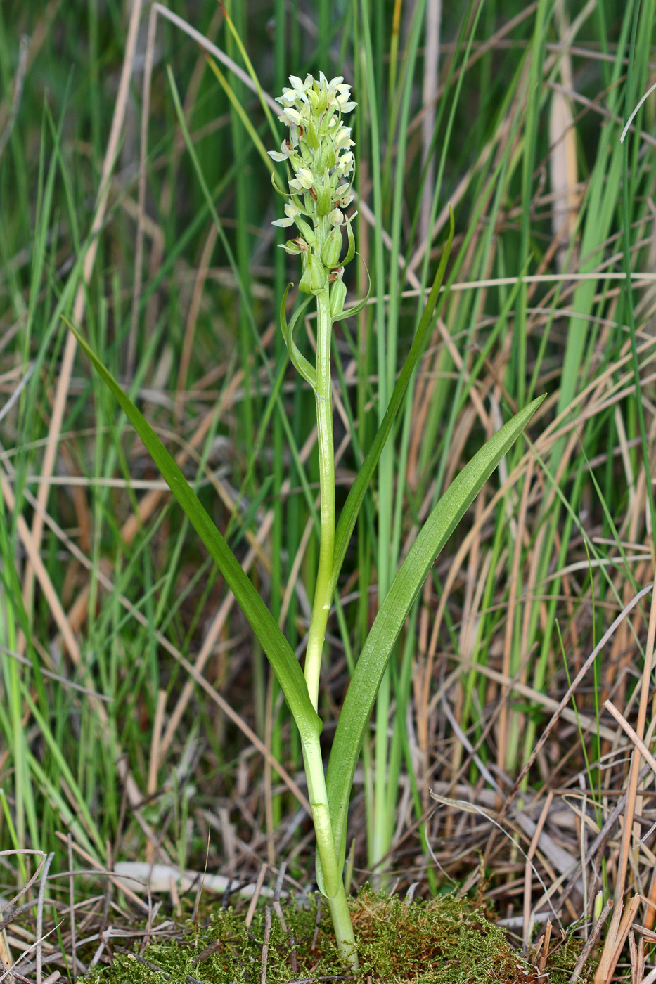 Изображение особи Dactylorhiza ochroleuca.