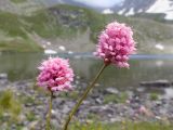 Bistorta carnea. Верхушки побегов с соцветиями. Карачаево-Черкесия, Урупский р-н, Кавказский биосферный заповедник, Имеретинские озёра, дол. оз. Тихое, ≈ 2620 м н.у.м., альпийский луг. 29.07.2022.