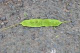 Albizia julibrissin