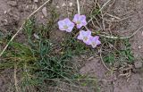 Convolvulus chinensis