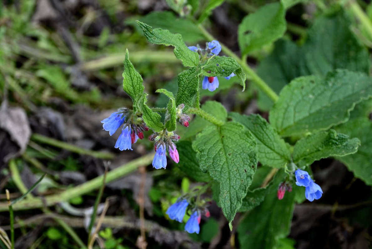 Изображение особи Symphytum asperum.