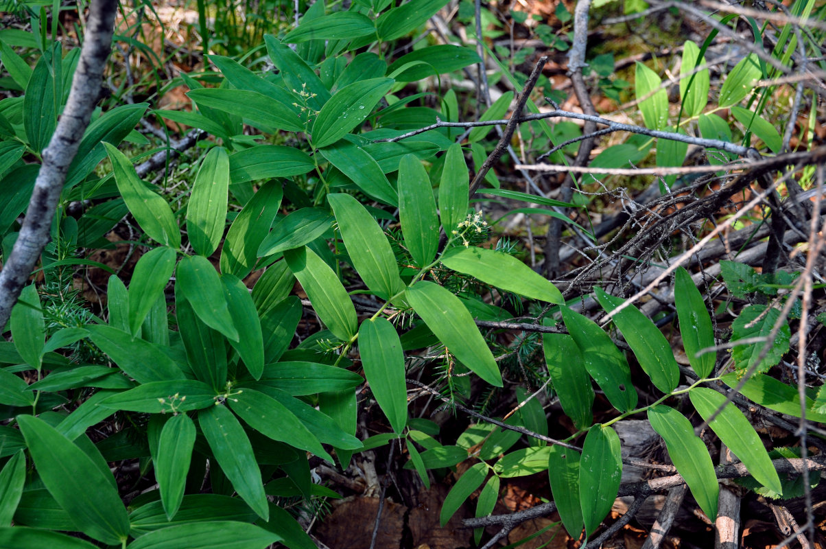 Image of Smilacina dahurica specimen.