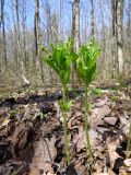 Mercurialis perennis. Цветущие растения. Санкт-Петербург, Дудергофские высоты, широколиственный лес. 26.04.2023.