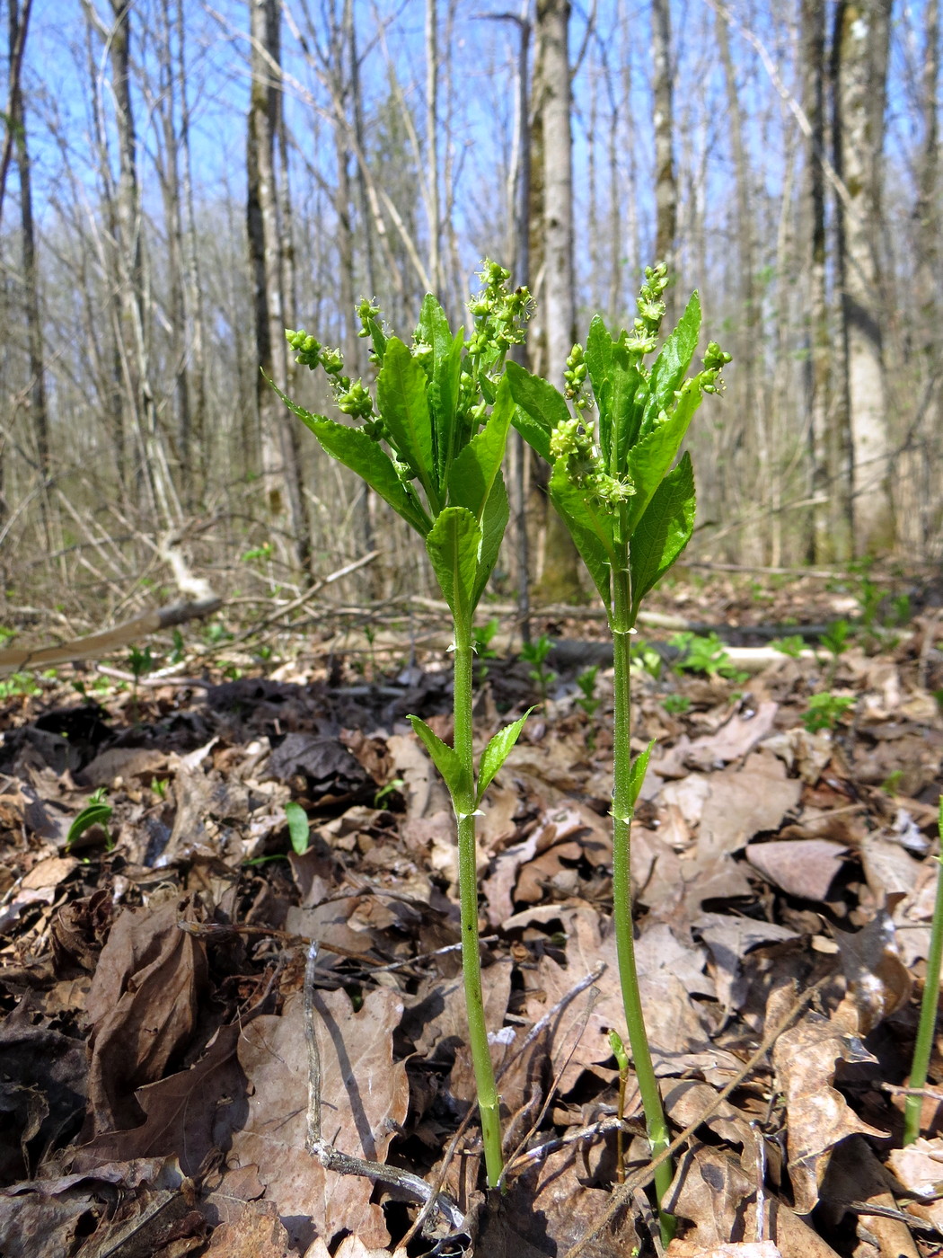 Изображение особи Mercurialis perennis.