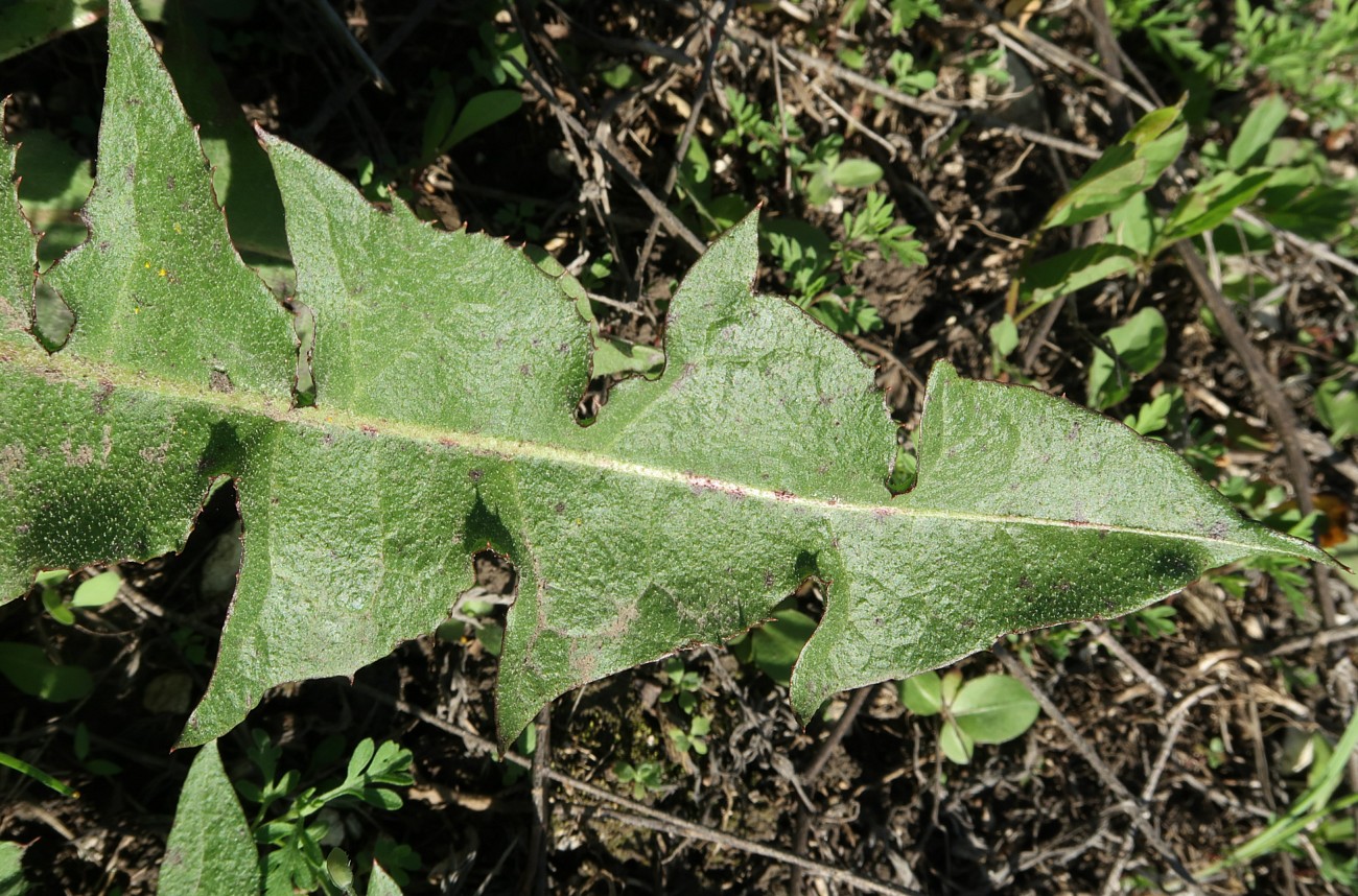 Изображение особи род Taraxacum.