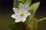 Trientalis arctica