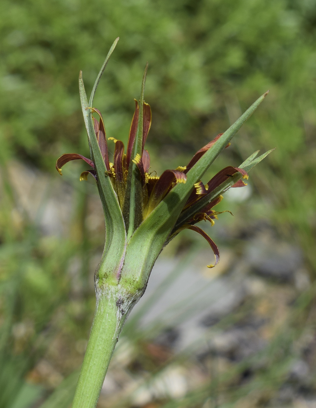 Изображение особи Tragopogon crocifolius.