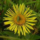 Inula britannica