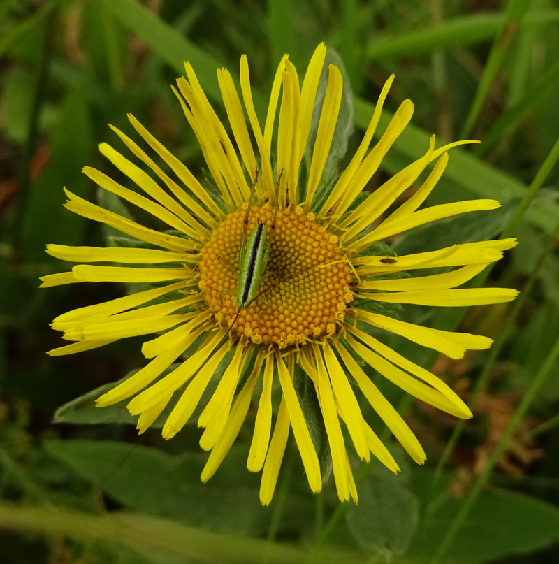 Изображение особи Inula britannica.