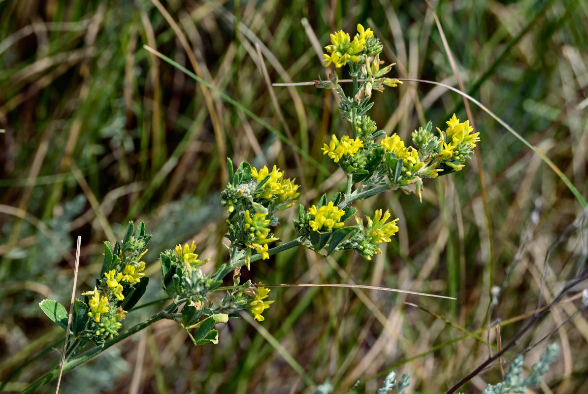 Изображение особи Medicago falcata.