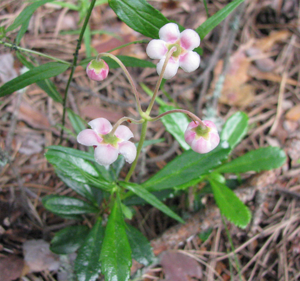 Image of Chimaphila umbellata specimen.