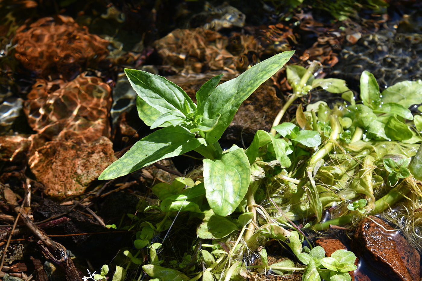 Image of genus Veronica specimen.