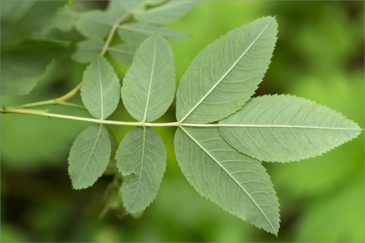 Image of Rosa cinnamomea specimen.