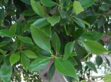 genus Ficus
