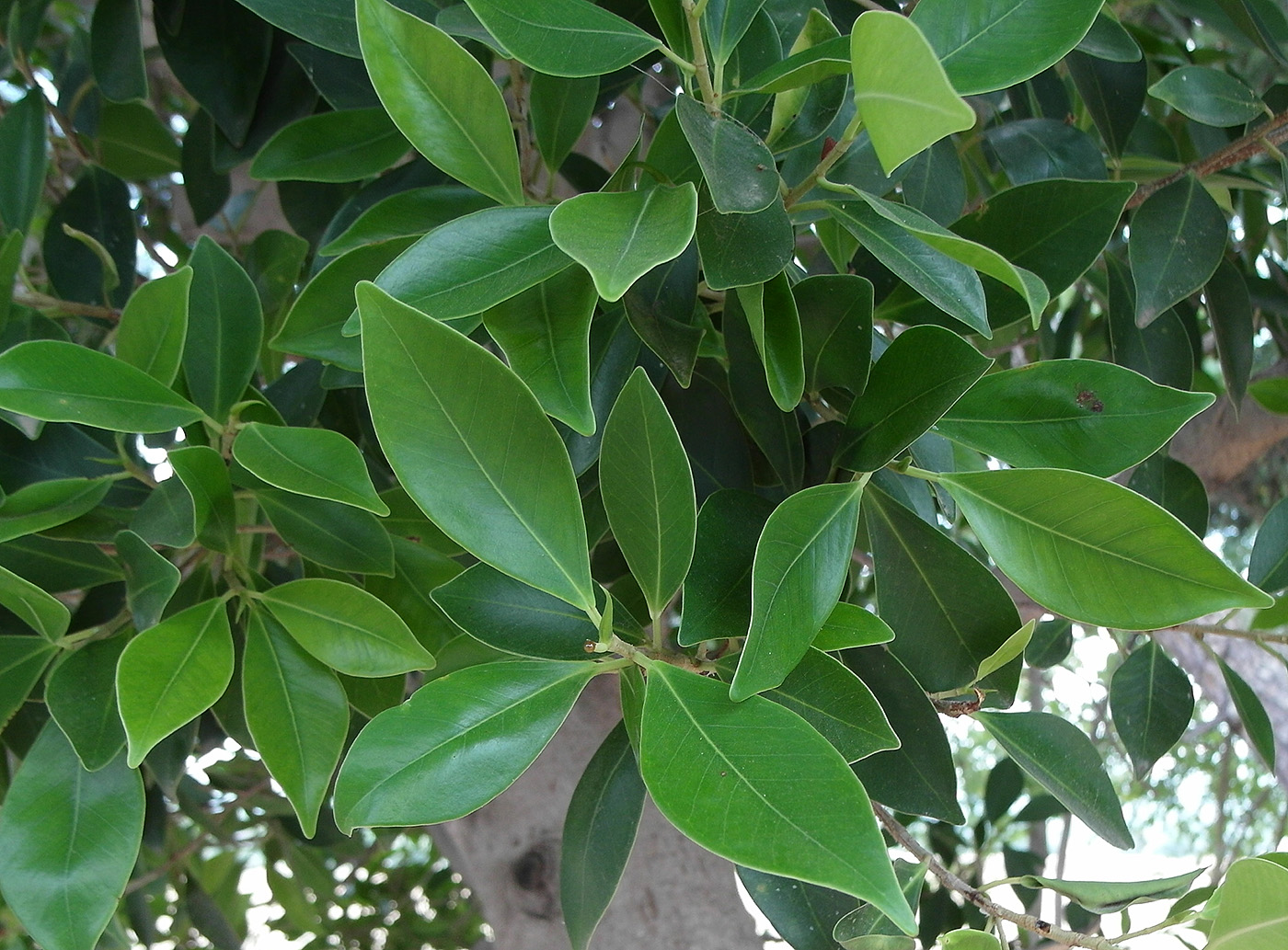 Изображение особи род Ficus.
