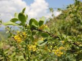 Berberis integerrima. Верхушка ветви с соцветиями. Узбекистан, Ташкентская обл., западные отроги Чаткальского хребта, Большой Чимган, ур. Аксай, около 1900 м н.у.м., подножие каменисто-мелкоземистого склона. 05.06.2019.