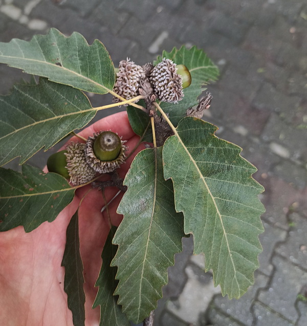 Image of Quercus castaneifolia specimen.