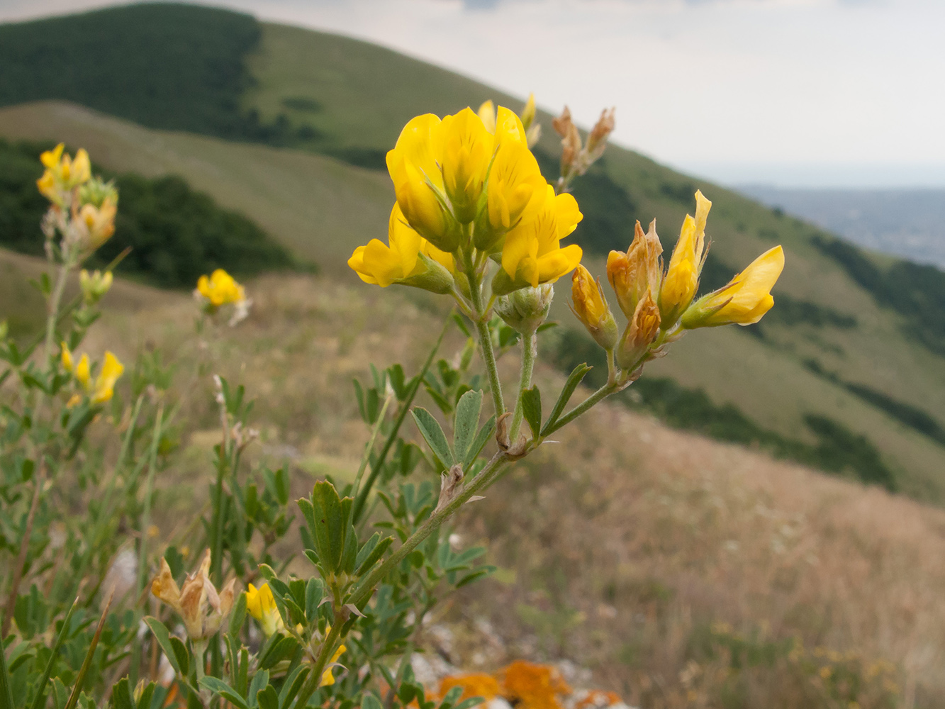 Изображение особи Medicago falcata.