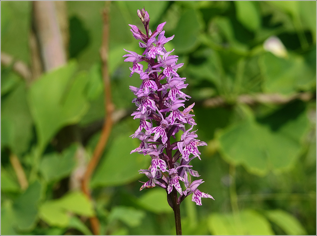 Image of Dactylorhiza fuchsii specimen.